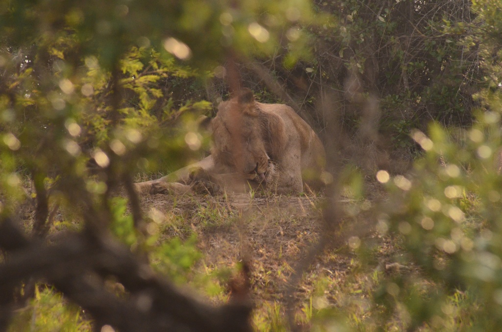 2015-05 South Africa/iMfolozi/DSC_0191.JPG